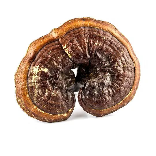 Reishi